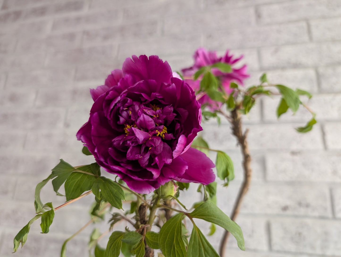 "Champion Crown" large flower tree peony