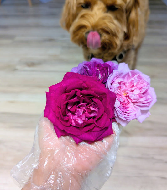 Random lost tag garden rose plant flower bush deciduous shrub