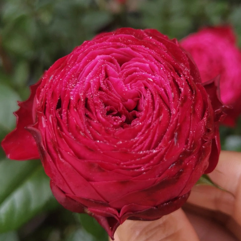 Just More lookalike rose plant flower bush shrub