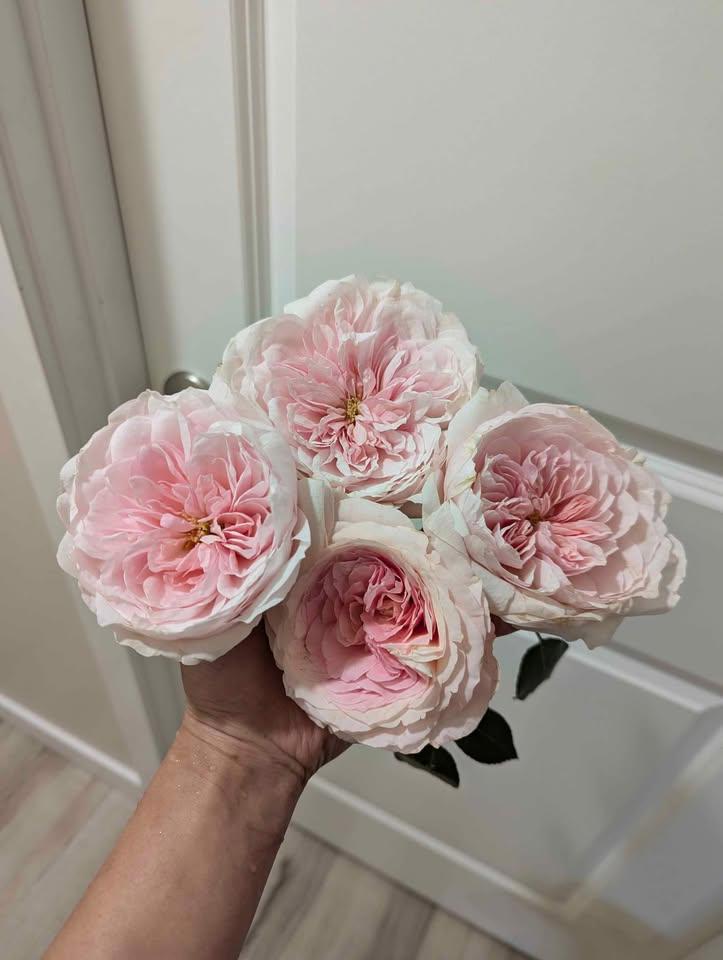 Mayra Bridal lookalike garden rose plant flower bush shrub