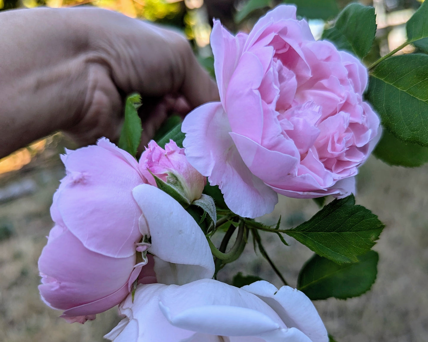 10 mixed rose plants: English Ausjameson, her lover Romeo, Ausimmon and her other friends