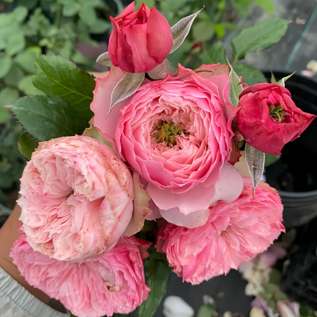 Northanger Abbey lookalike garden rose plant flower bush deciduous shrub