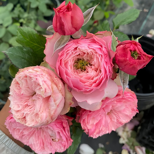 Northanger Abbey garden rose plant flower bush deciduous shrub