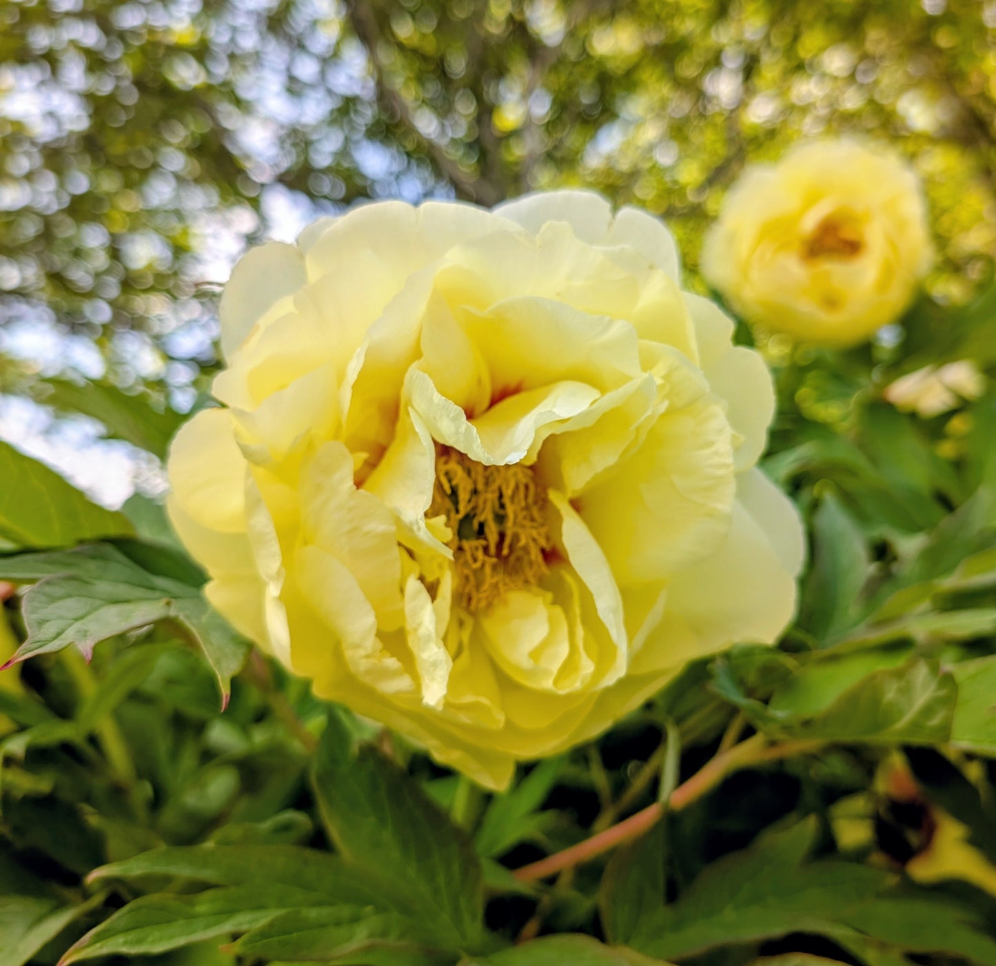"High noon" large flower Japanese tree peony