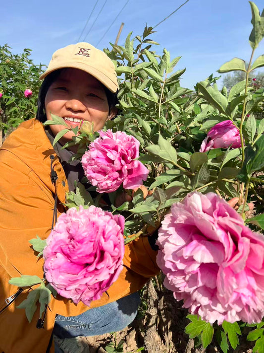 Hong Guan Ying Xian tree peony