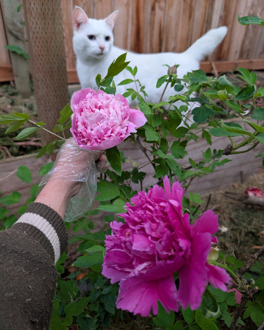 Lan Tian Piao Yun tree peony