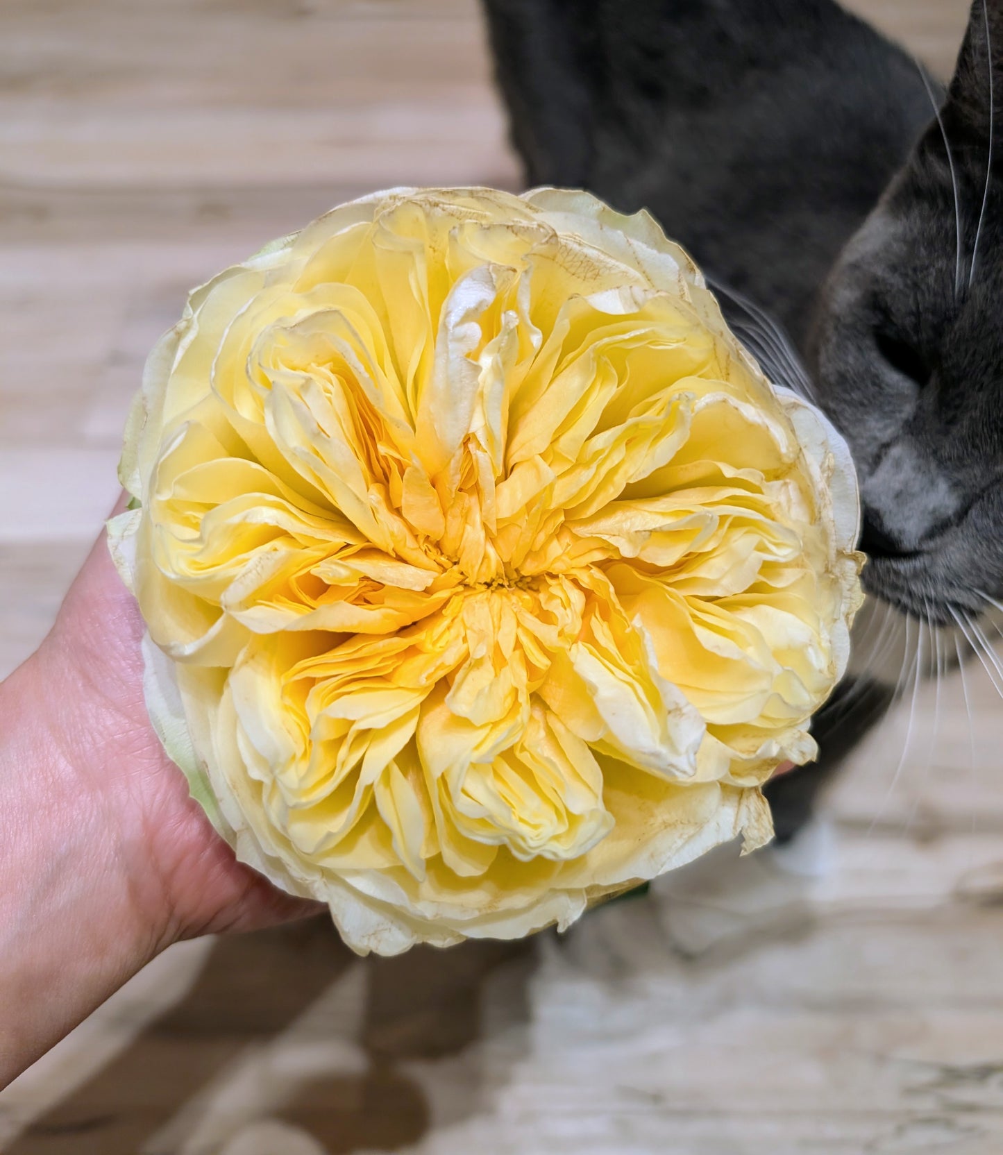 Antonia's Garden lookalike garden rose plant large flower bush deciduous shrub