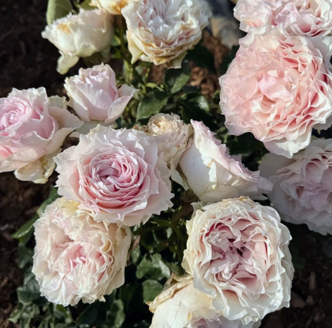 Country Spirit Peonia lookalike garden rose plant flower bush deciduous shrub