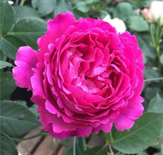 Yves Piaget lookalike garden rose plant flower bush shrub