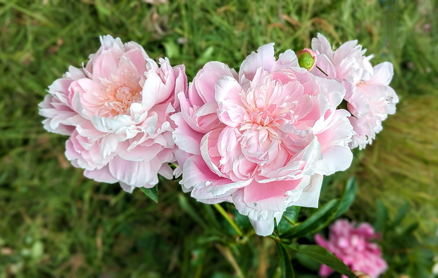 5 mixed mysterious herbaceous peony