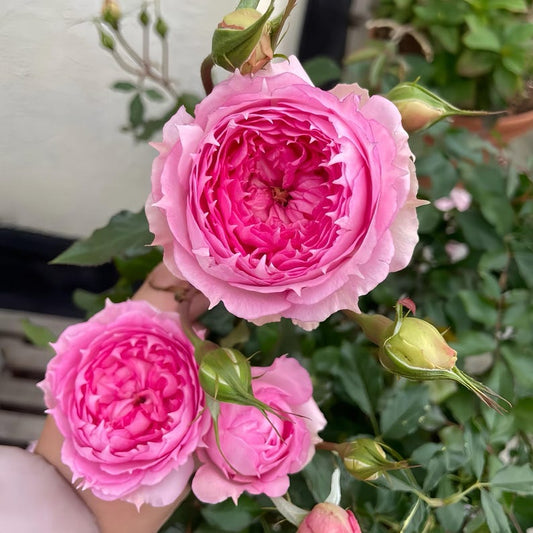 Rongrongyue Rong Rong Yue garden rose plant flower bush shrub