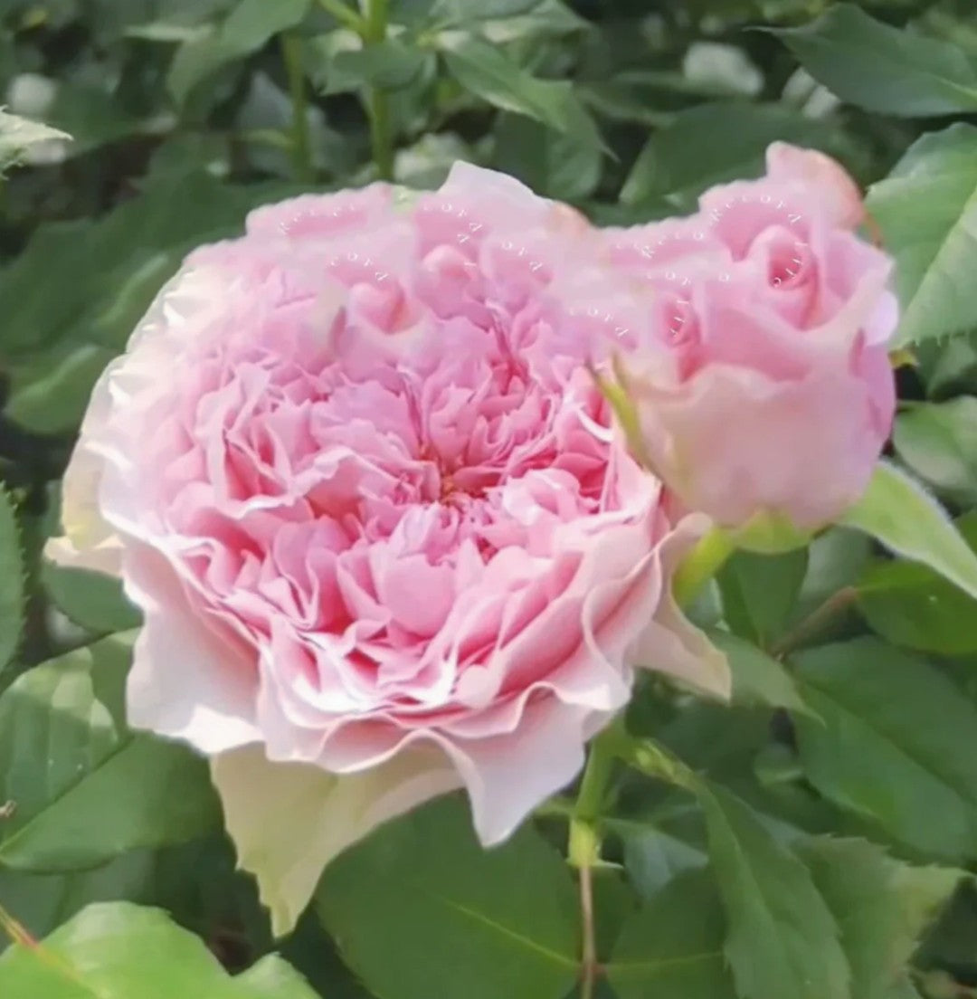 Country Spirit Peonia lookalike garden rose plant flower bush deciduous shrub