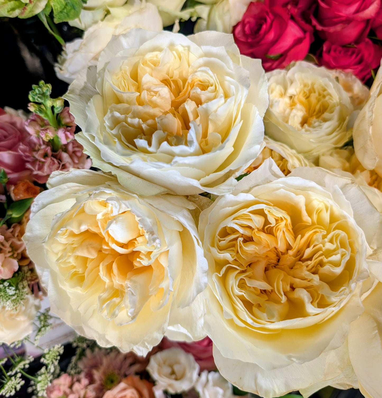 Antonia's Garden lookalike garden rose plant large flower bush deciduous shrub