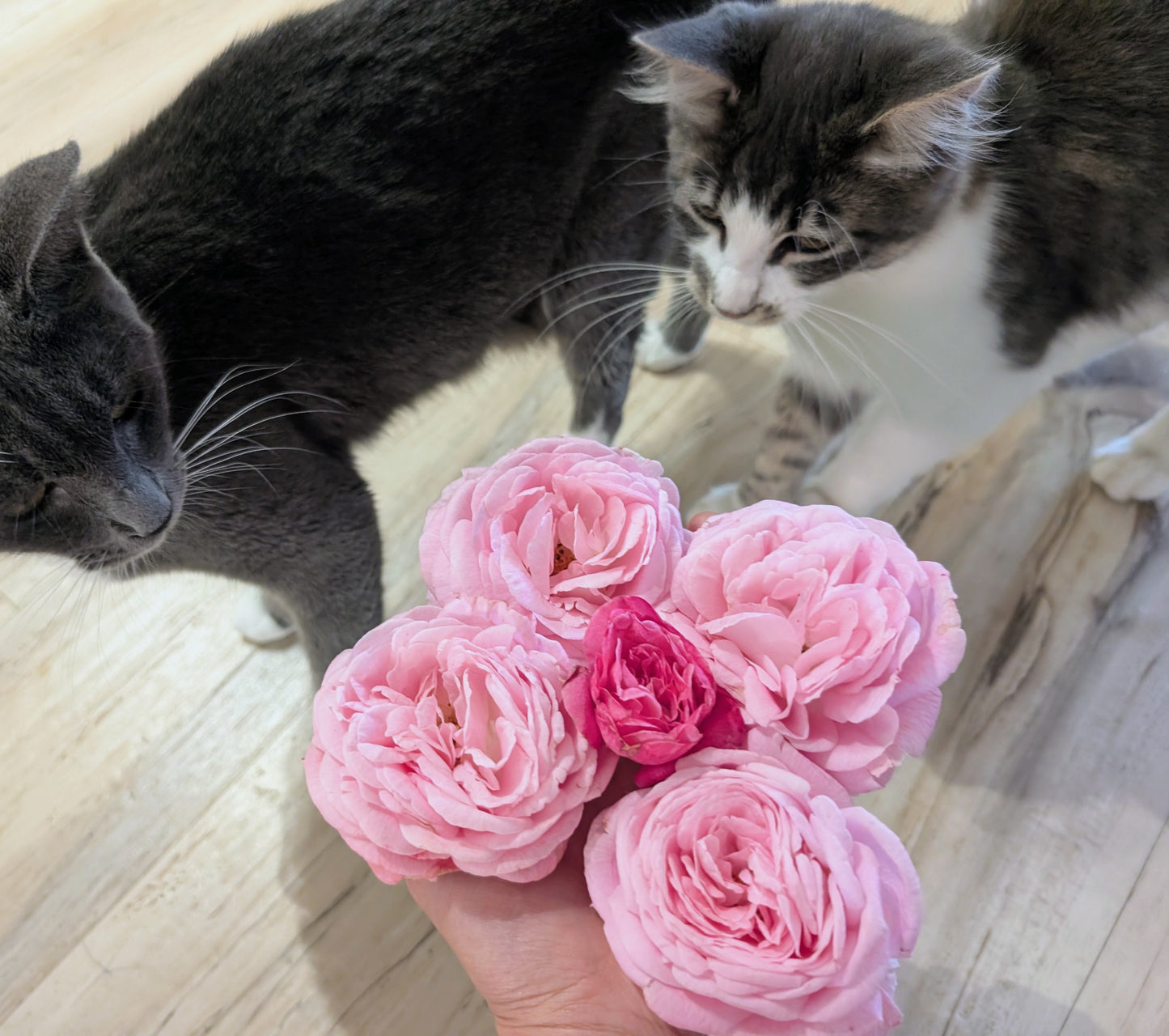 Summer Romance garden rose plant flower bush shrub