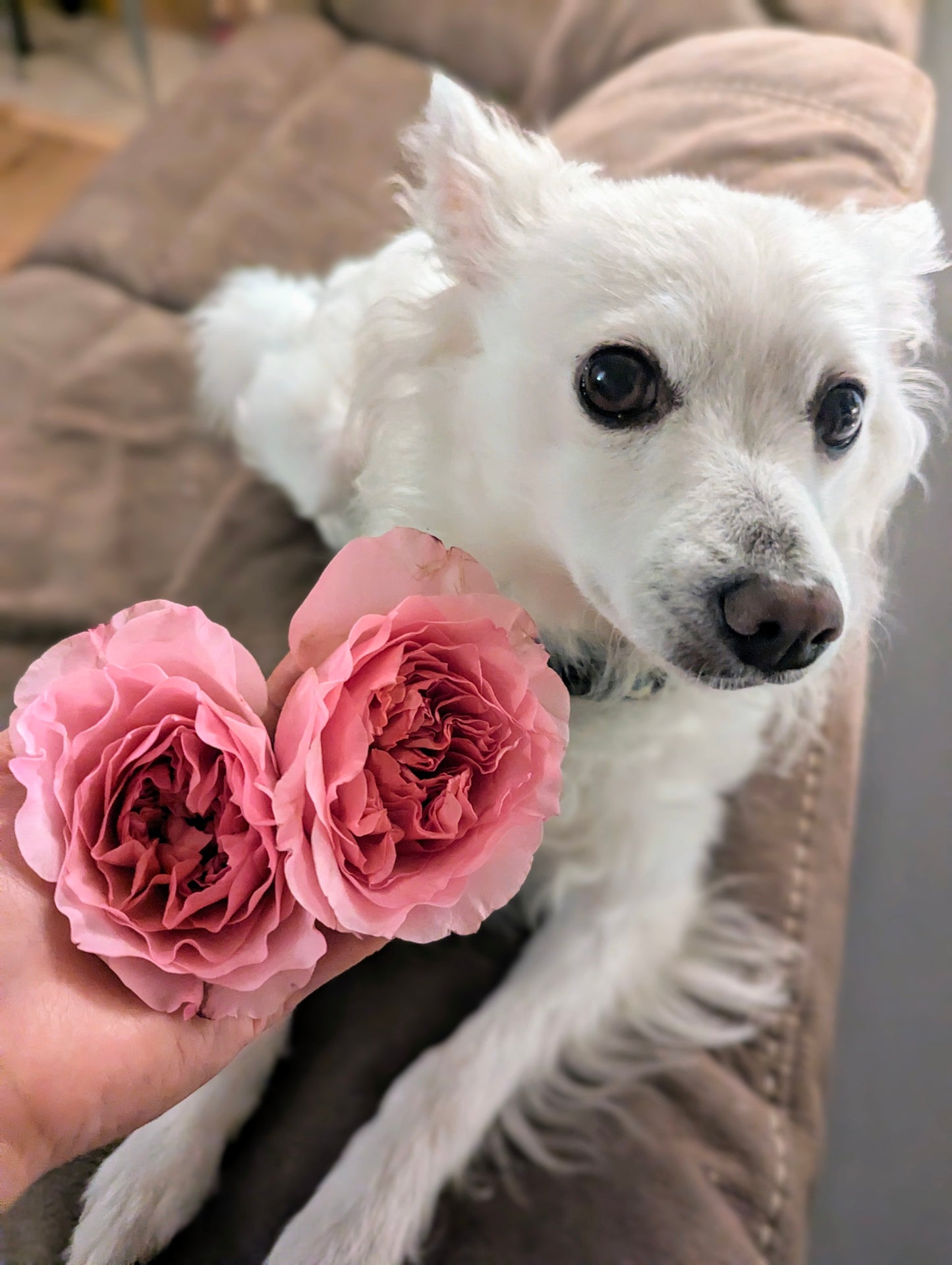 New rose garden rose plant flower bush shrub