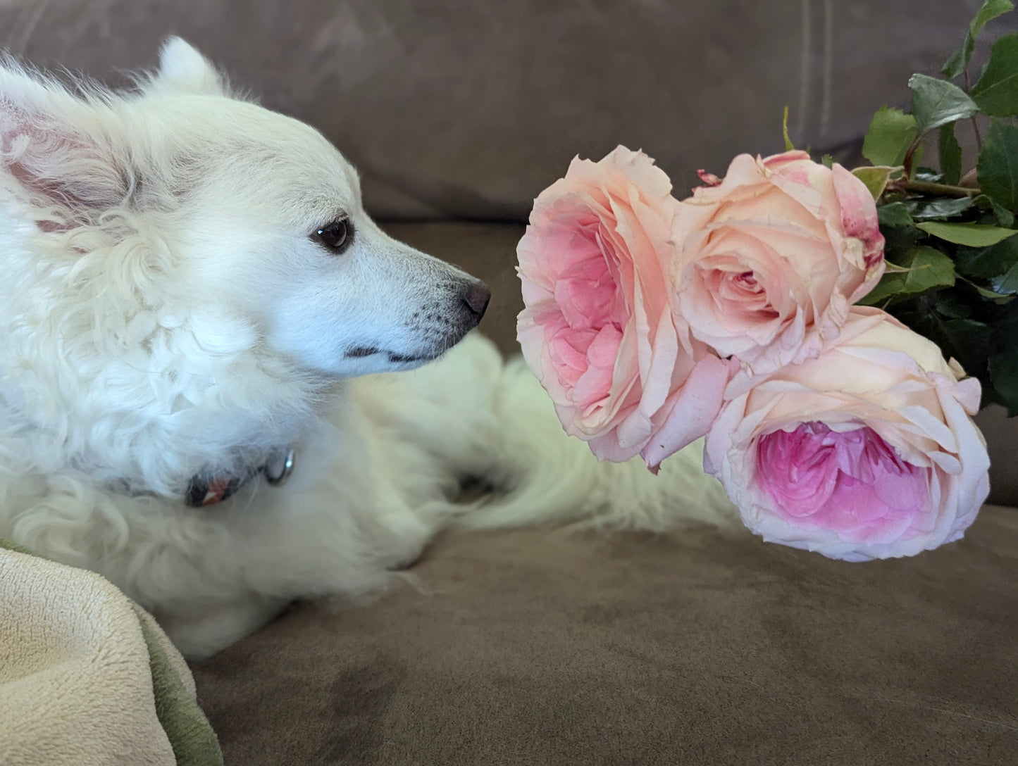 Mayra Bridal lookalike garden rose plant flower bush shrub