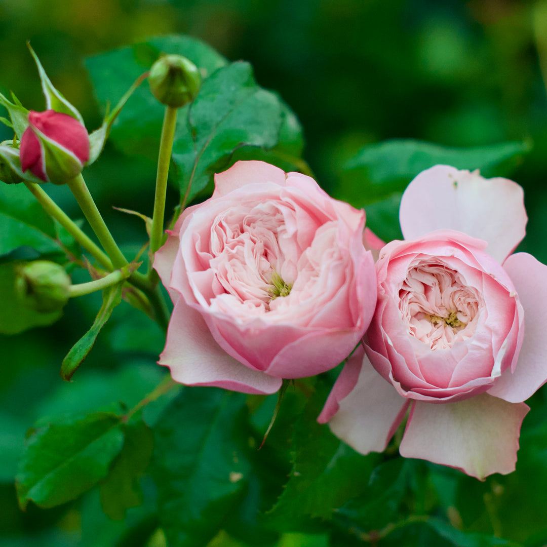 Northanger Abbey lookalike garden rose plant flower bush deciduous shrub