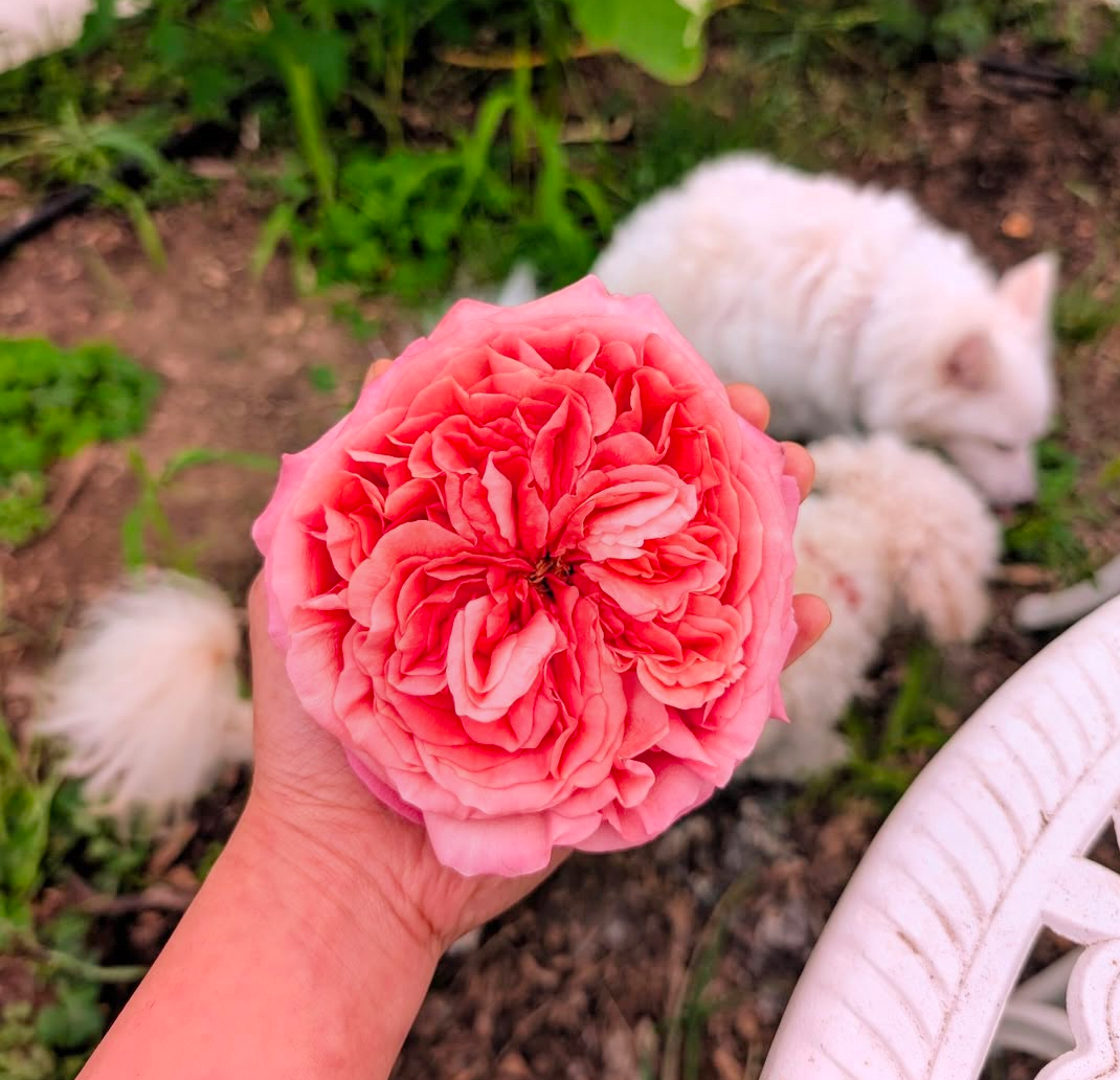 Pink Xpression garden rose plant flower bush shrub
