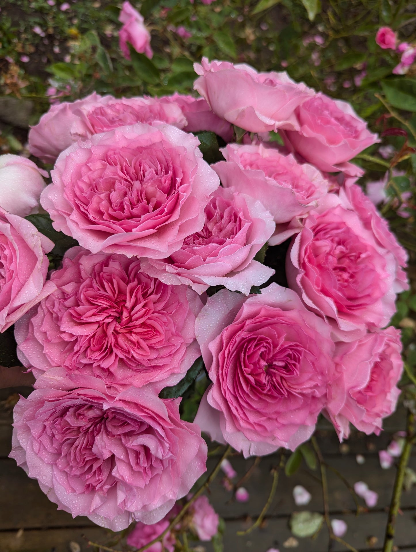 New rose garden rose plant flower bush shrub