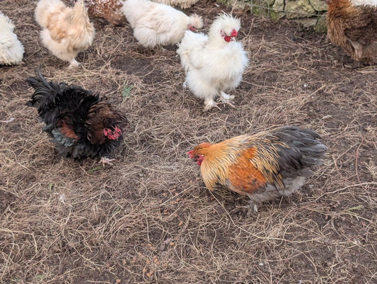 Free small bantam white silkie rooster