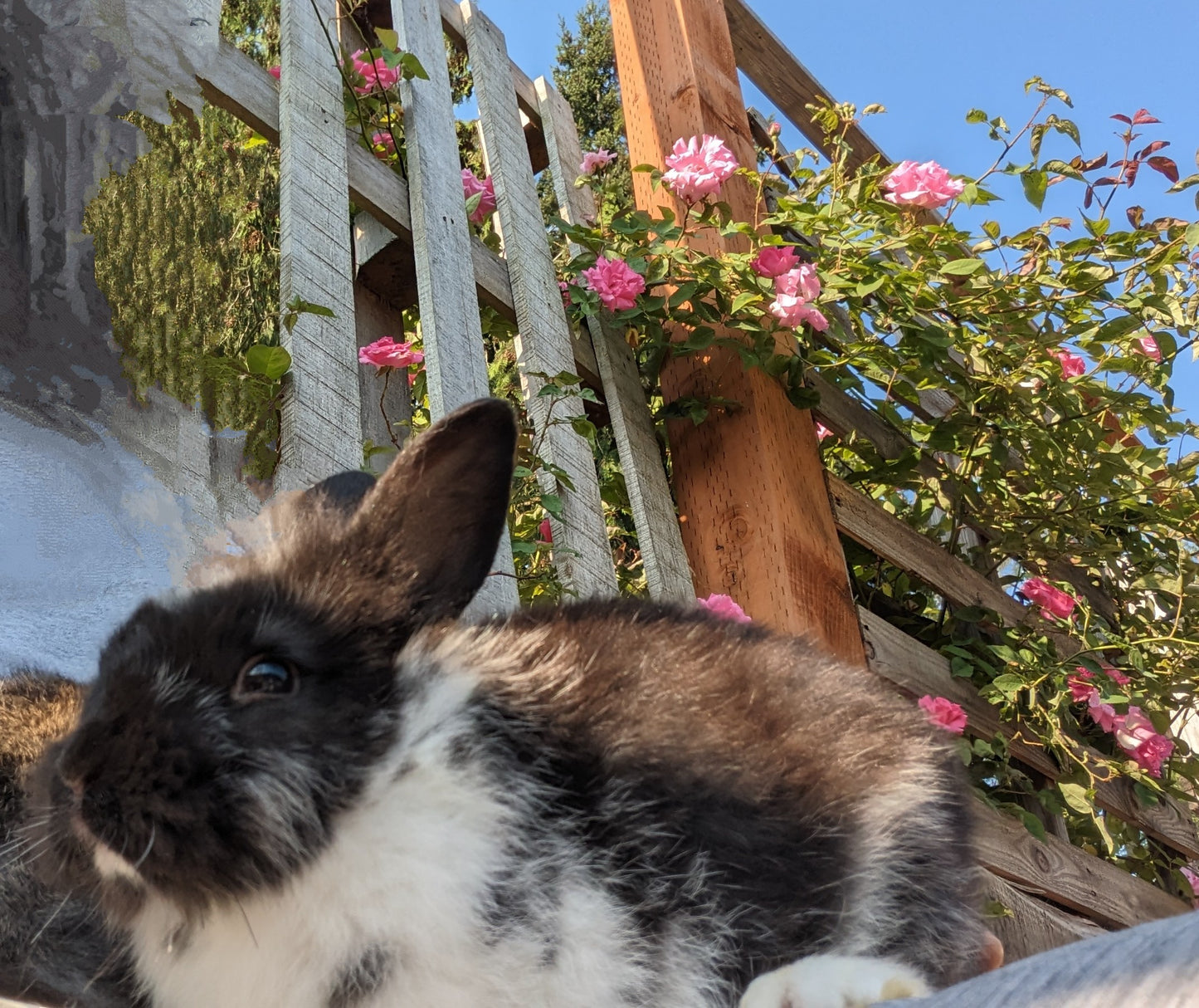 2-6 month old bunny rabbits