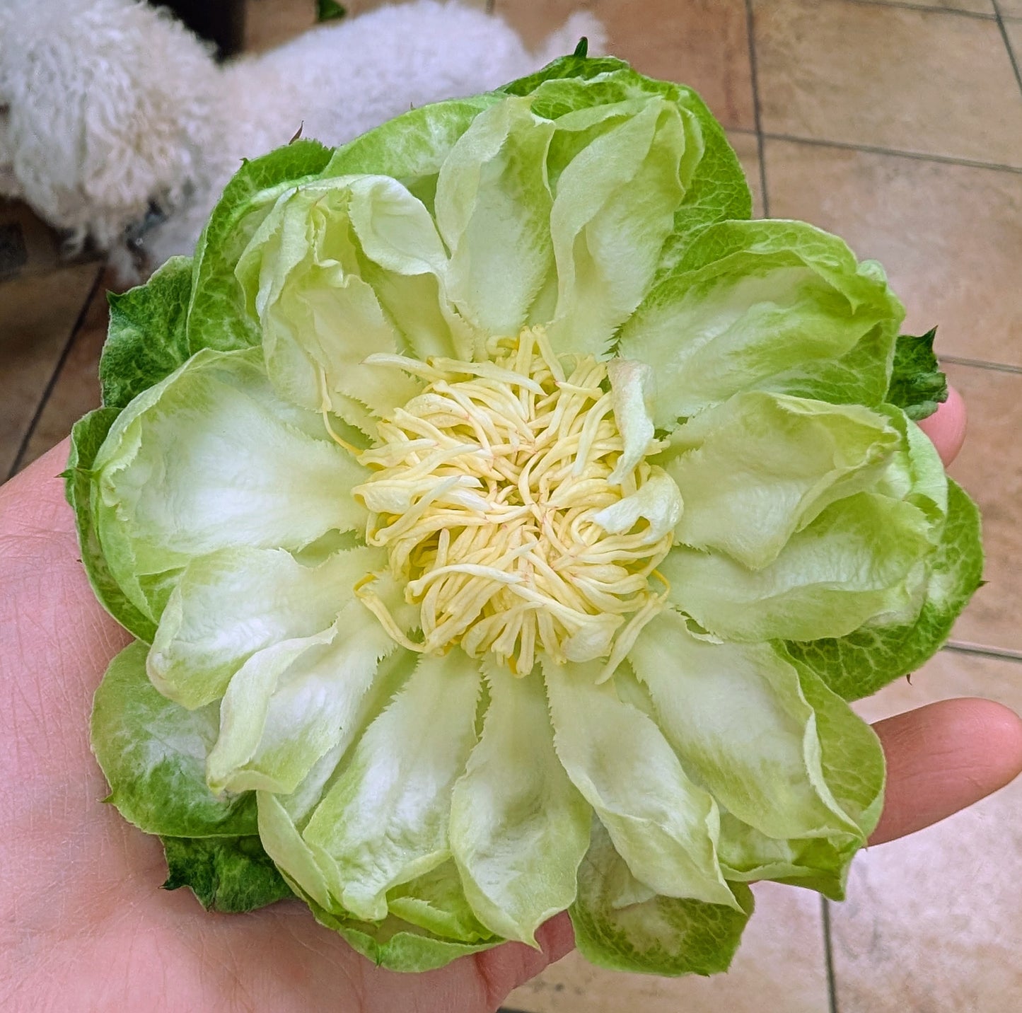 Veggie lookalike garden rose plant flower bush deciduous shrub