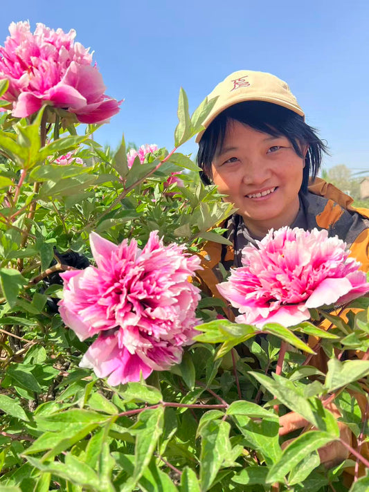 "Fire beacon tower" large flower tree peony