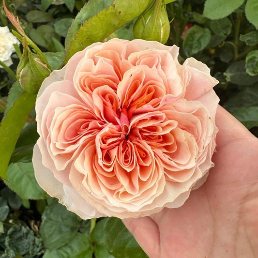 Tip Top garden rose plant flower bush shrub