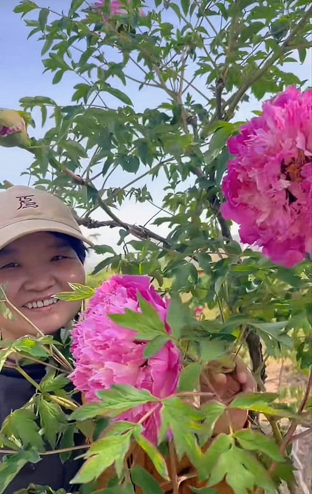 "Dressed in red & white" large flower tree peony