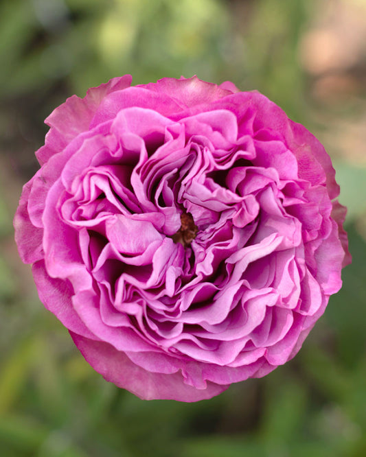Queen Crown garden rose plant flower bush shrub