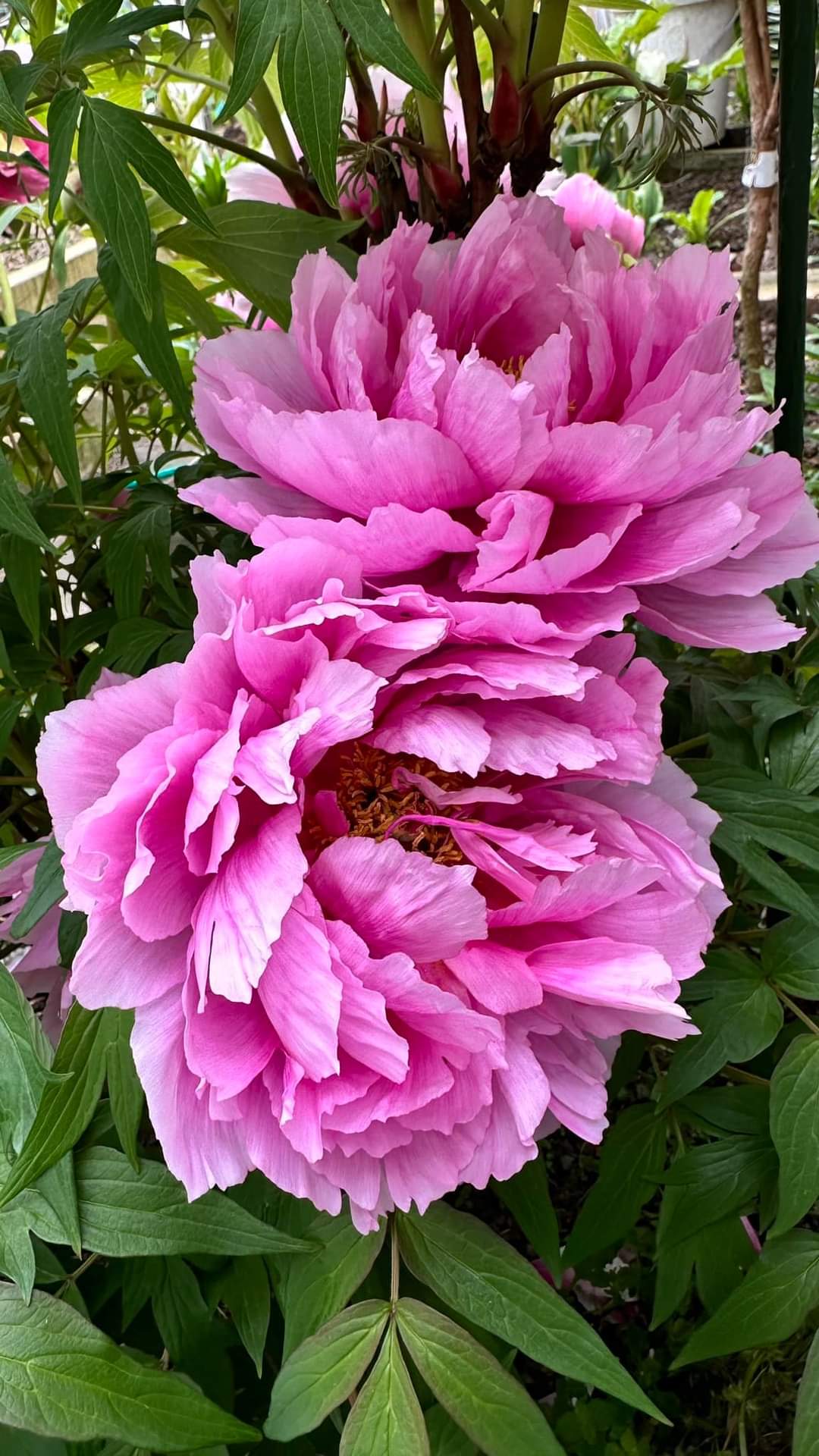 Japanese large flower tree peony (available soon)