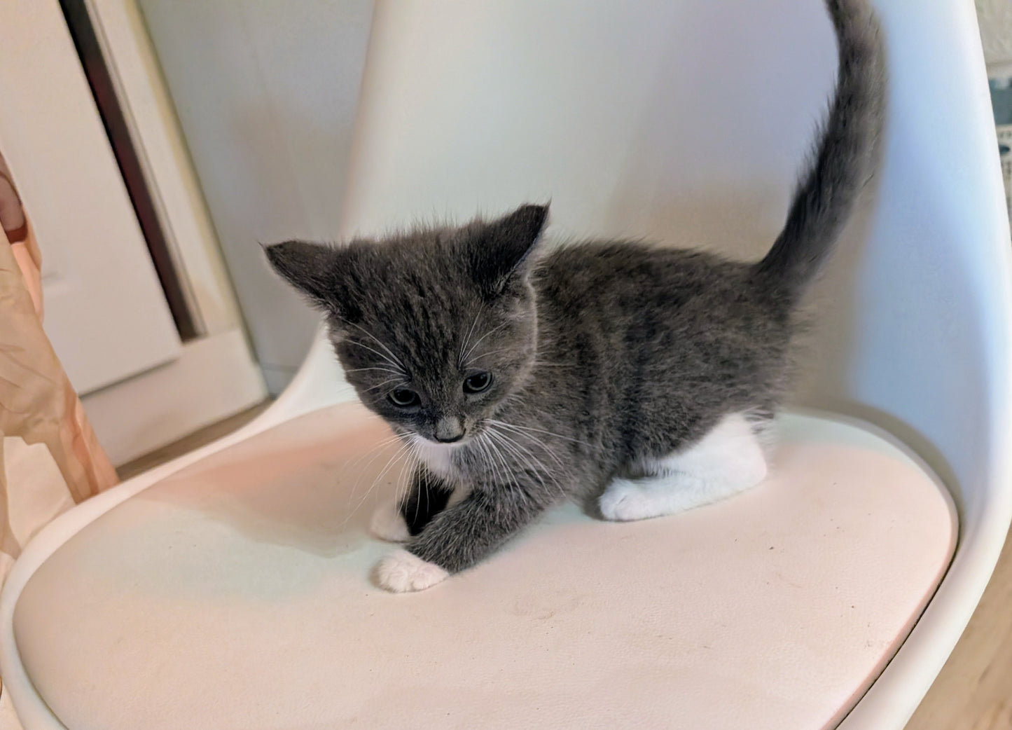 2.5 month old kitten kitty cats