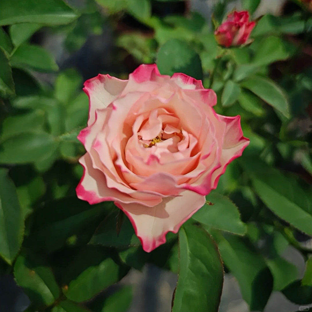 Country Candy lookalike garden rose plant flower bush deciduous shrub