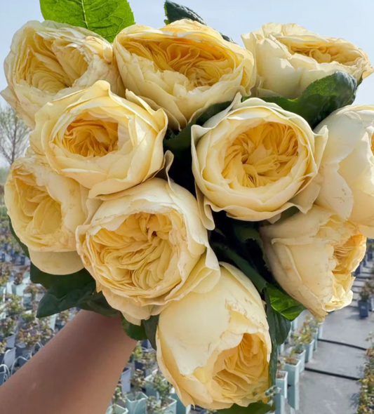 Nona! lookalike garden rose plant flower bush shrub