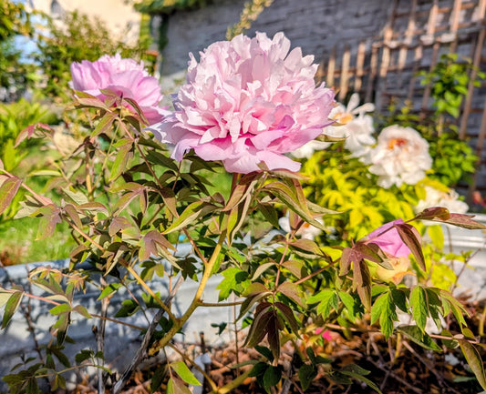 "Pink crown jade beads" tree peony