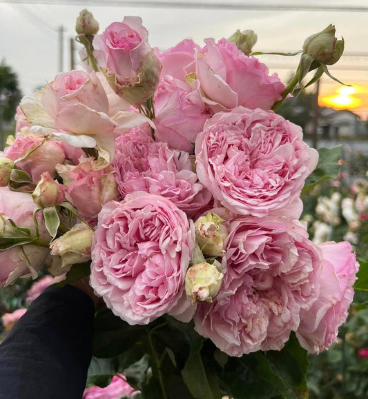 Yves l'Esprit de Fille garden rose plant flower bush shrub