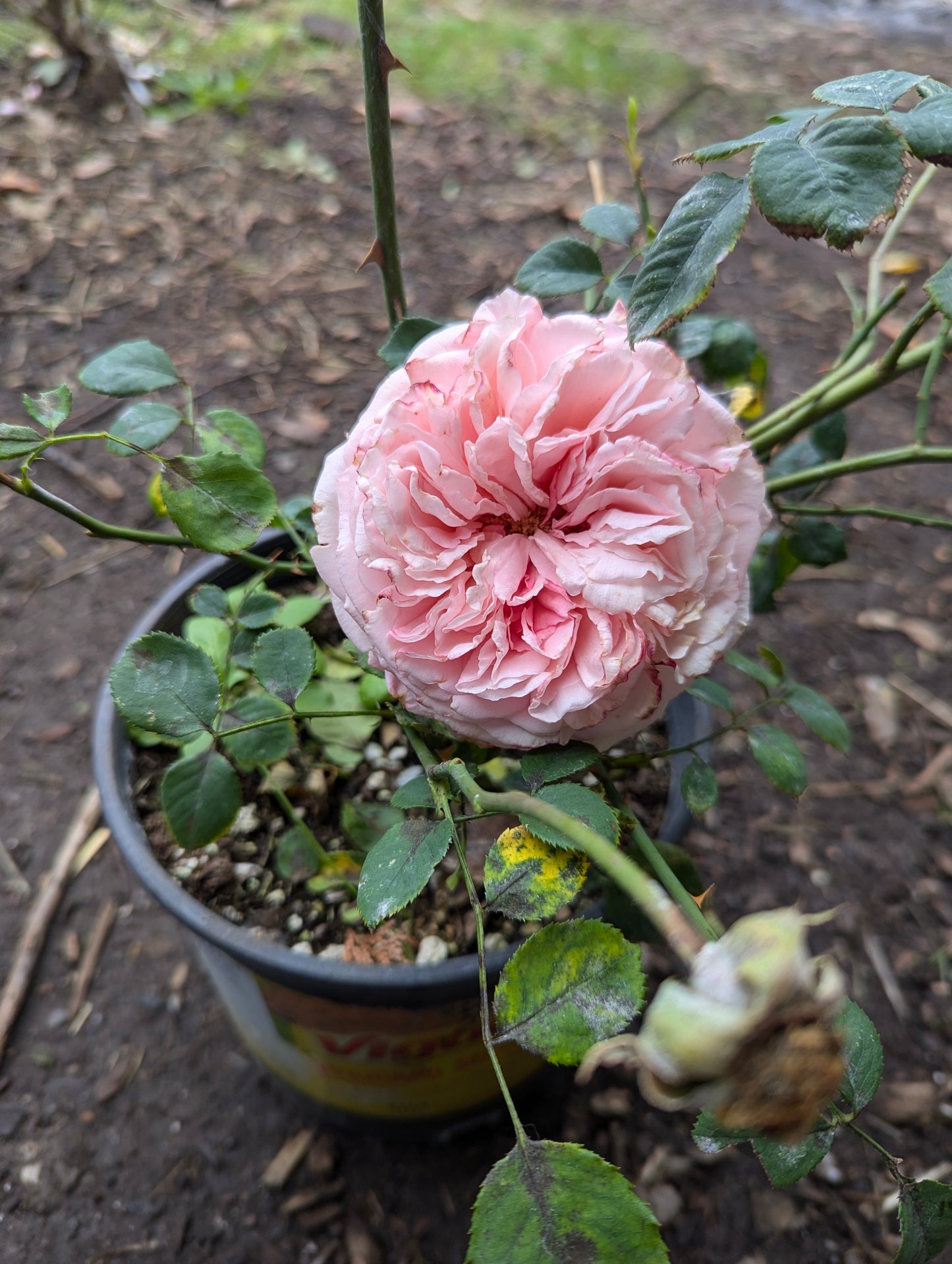 Large 5 gallon Romantica Ballgown rose plant flower bush shrub