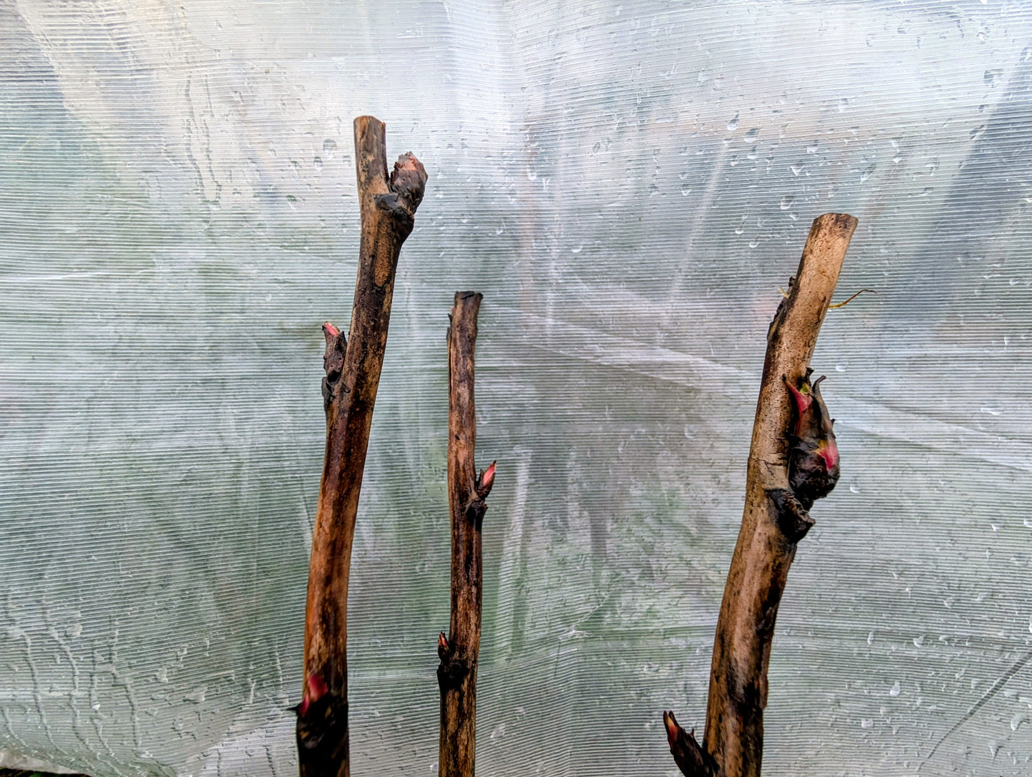 "Champion Crown" large flower tree peony