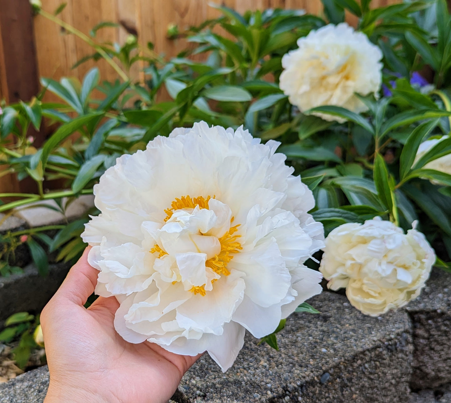 5 mixed mysterious herbaceous peony