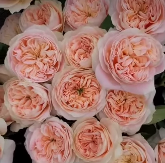 Priscilla color changing garden rose plant flower bush shrub