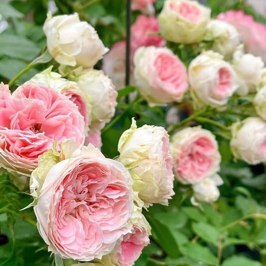 Pompon Veranda garden rose plant flower bush shrub