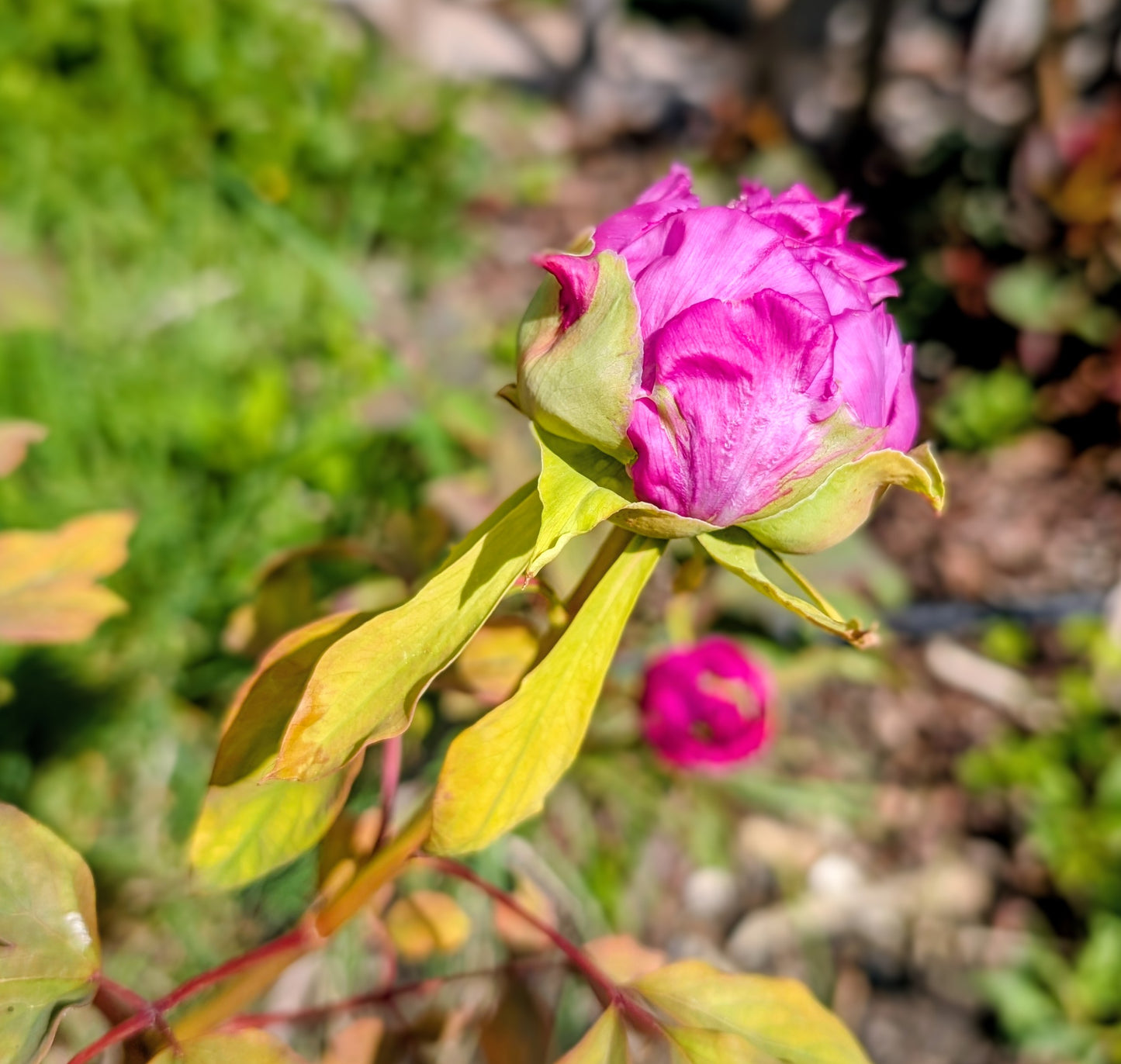 "Champion Crown" large flower tree peony