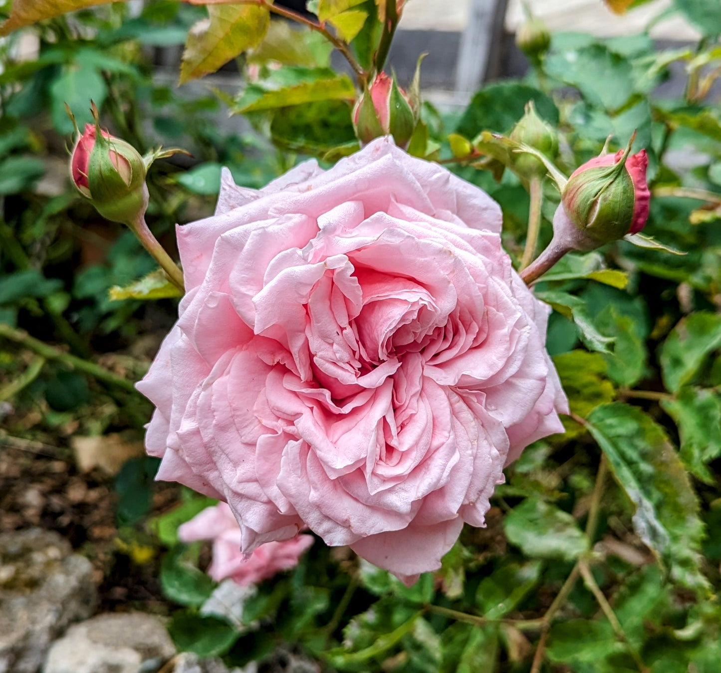Random lost tag garden rose plant flower bush deciduous shrub