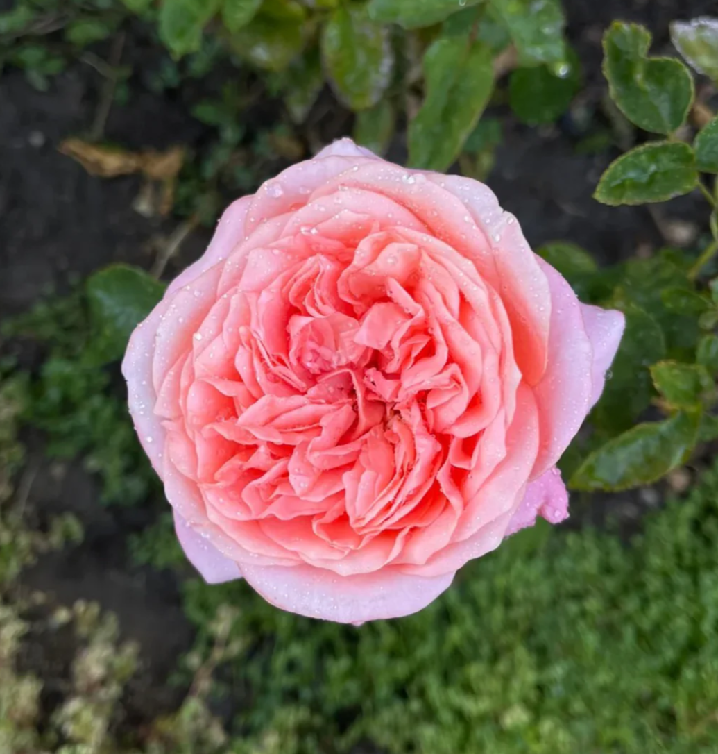 Pink Xpression garden rose plant flower bush shrub