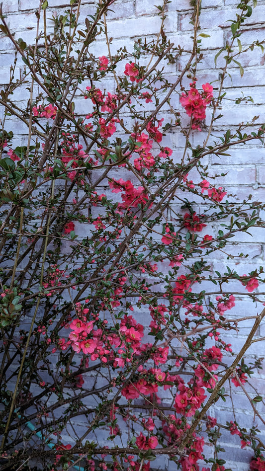 Free quince branch for decoration