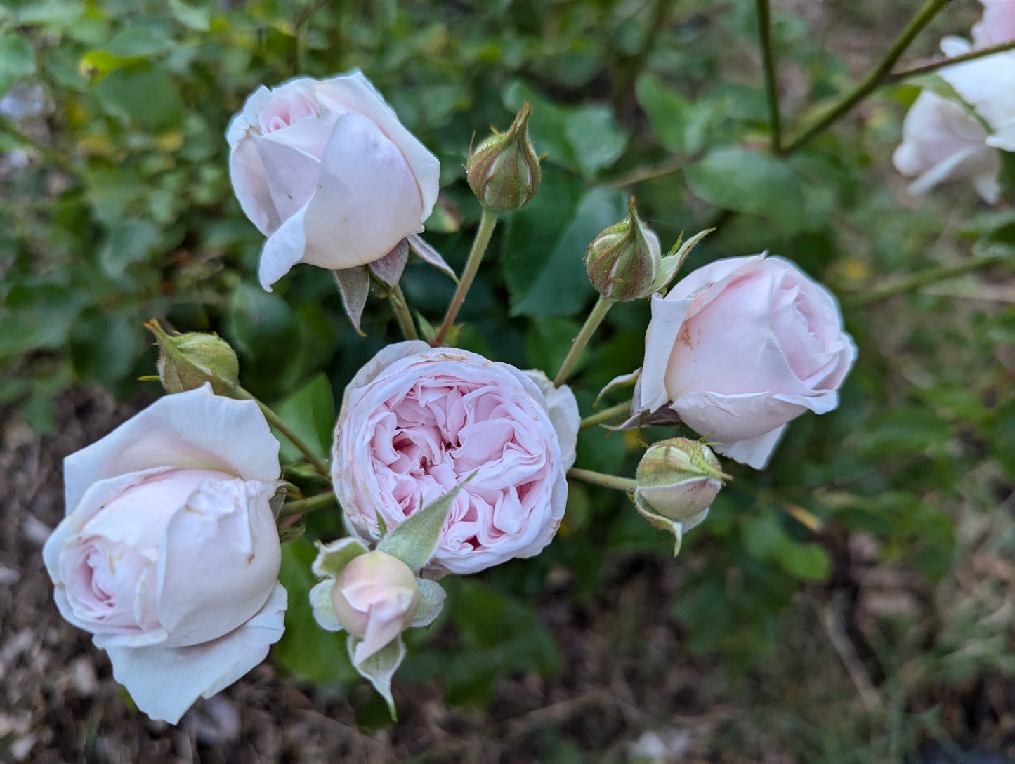 Souvenir de Malmaison garden rose plant flower bush shrub