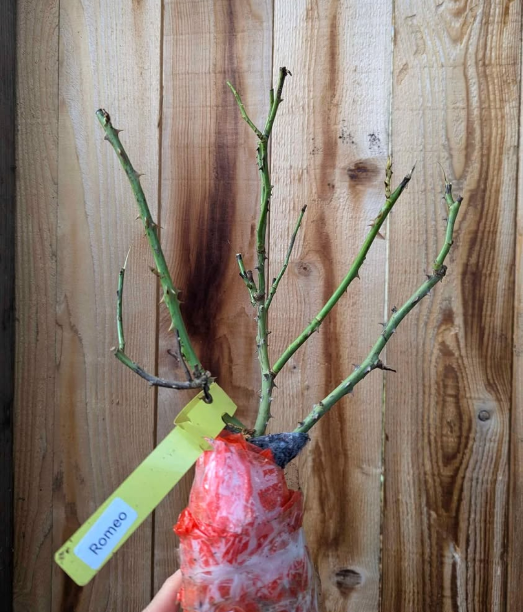 Romeo lookalike garden rose plant flower bush deciduous shrub