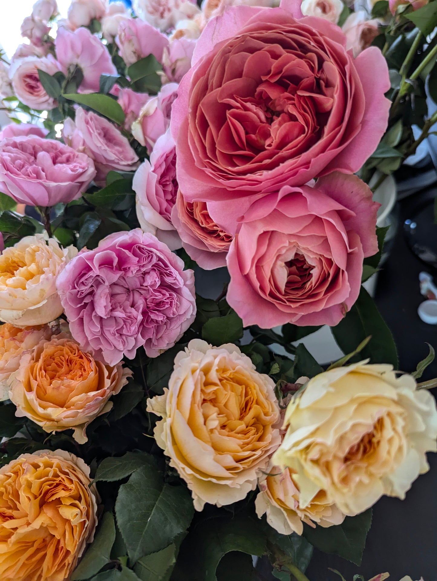 Mariatheresia lookalike garden rose plant flower bush shrub