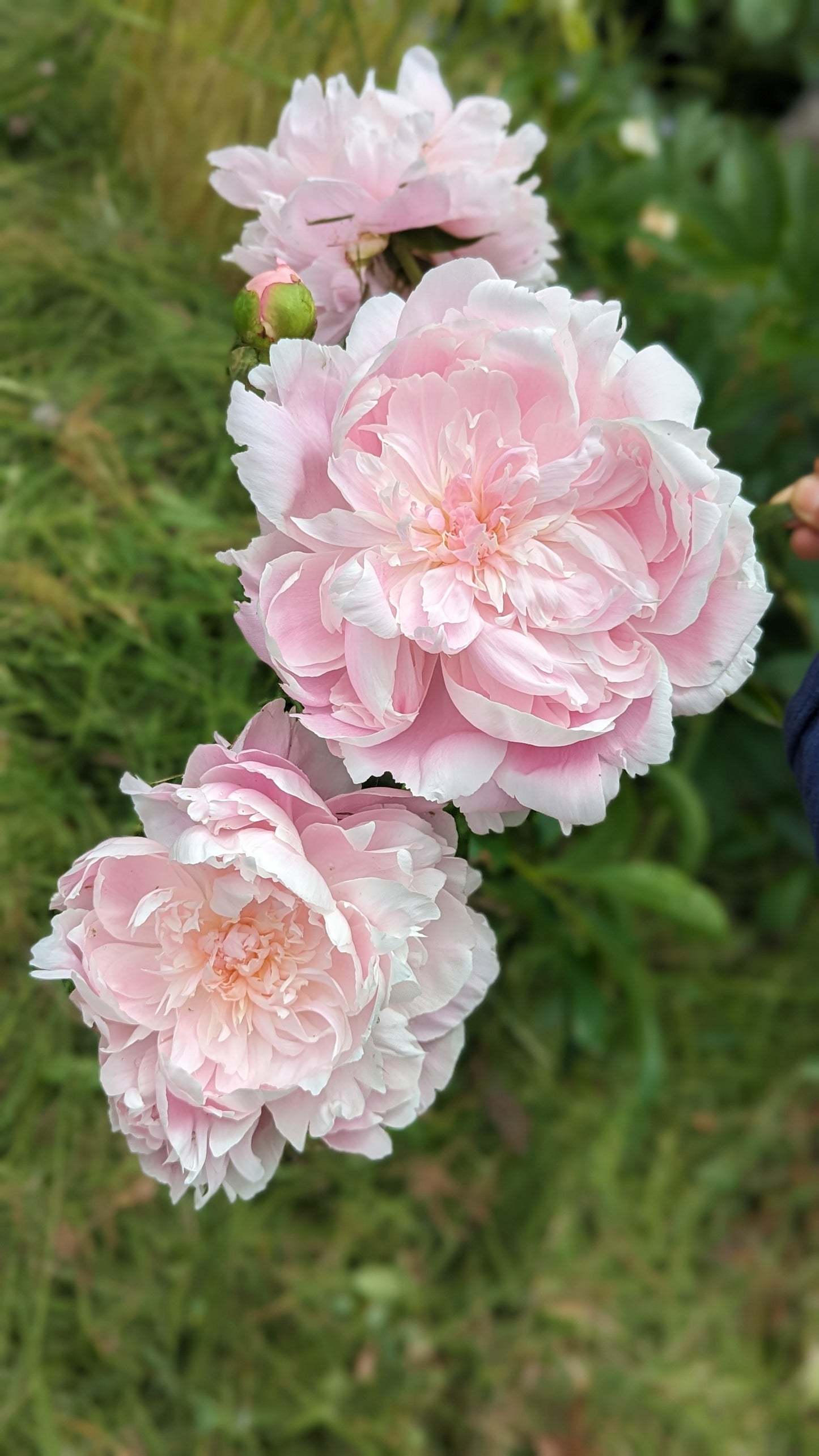 5 mixed mysterious herbaceous peony