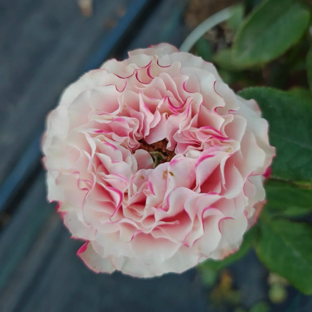 Country Candy lookalike garden rose plant flower bush deciduous shrub